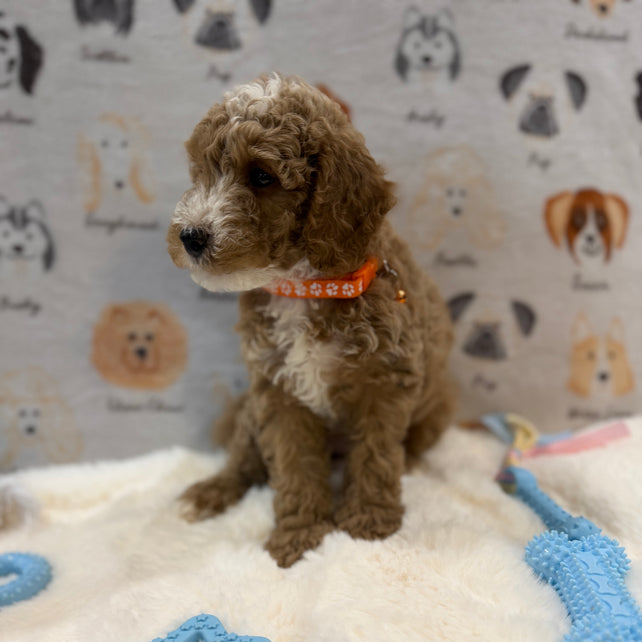 ARON (Mini Poodle)