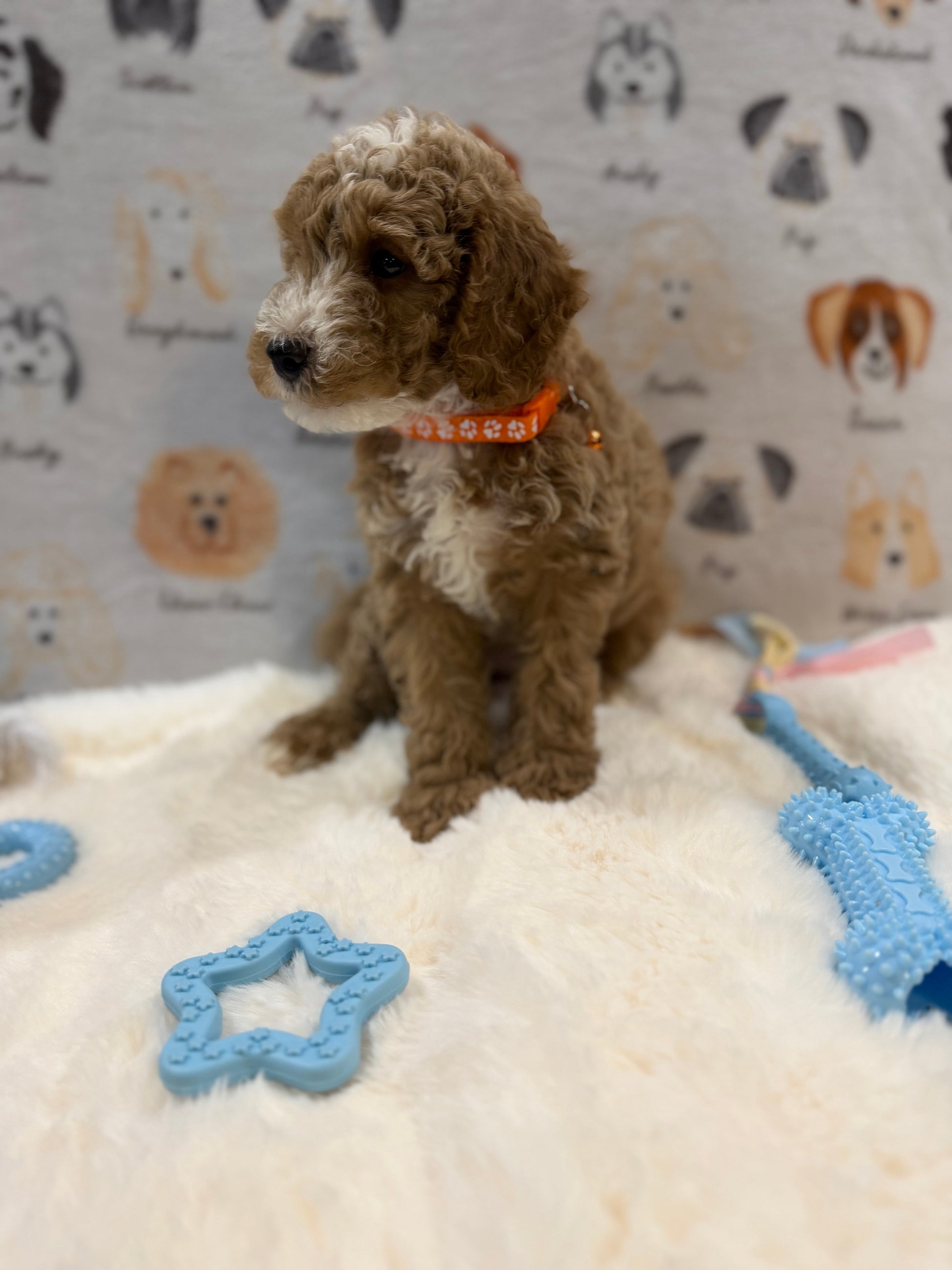ARON (Mini Poodle)