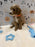 ARON (Mini Poodle)