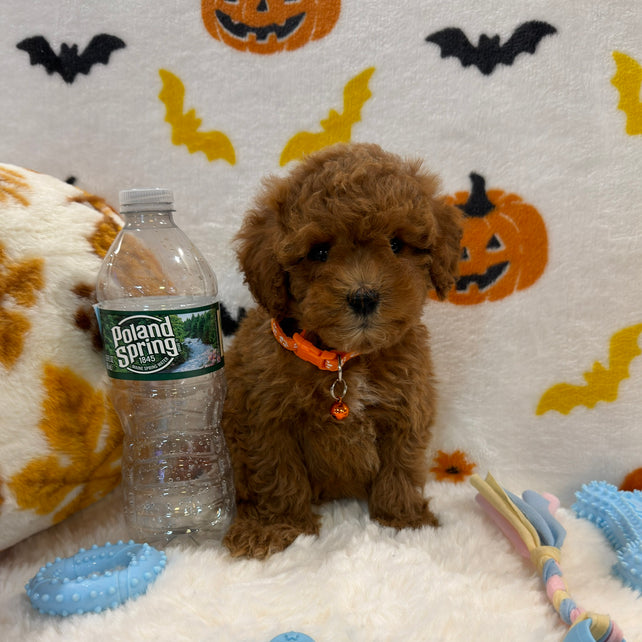 BENTLEY (AKC Toy Poodle)