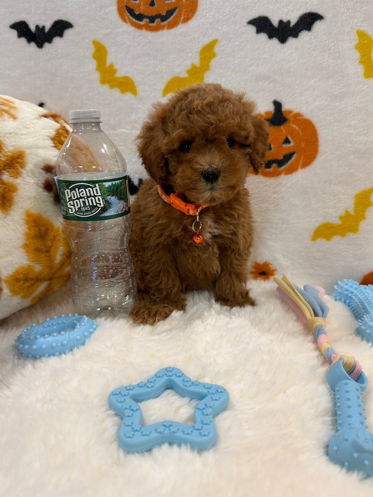 BENTLEY (AKC Toy Poodle)