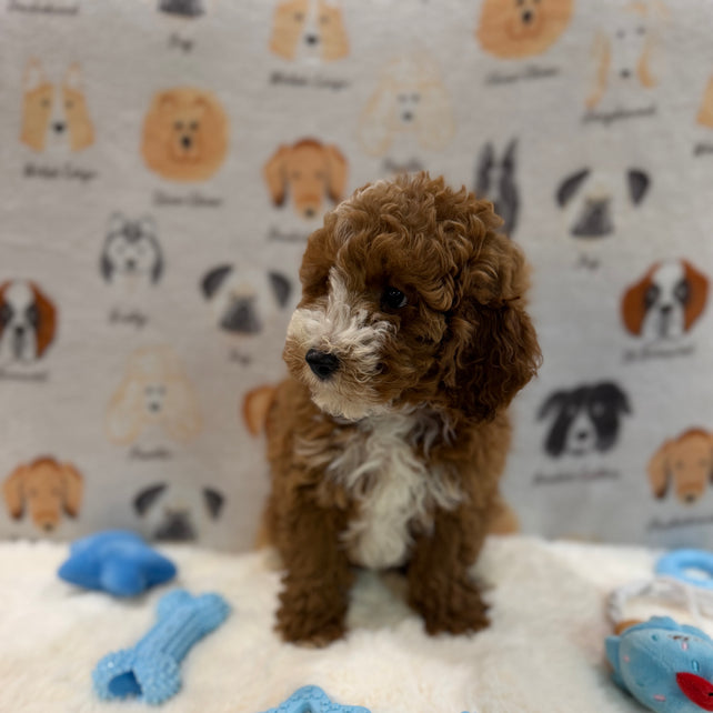 TONY (AKC Mini Poodle)