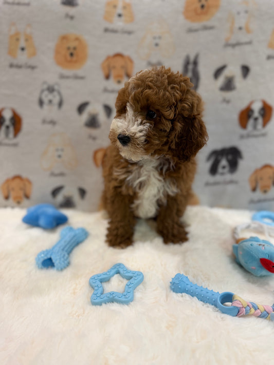 TONY (AKC Mini Poodle)
