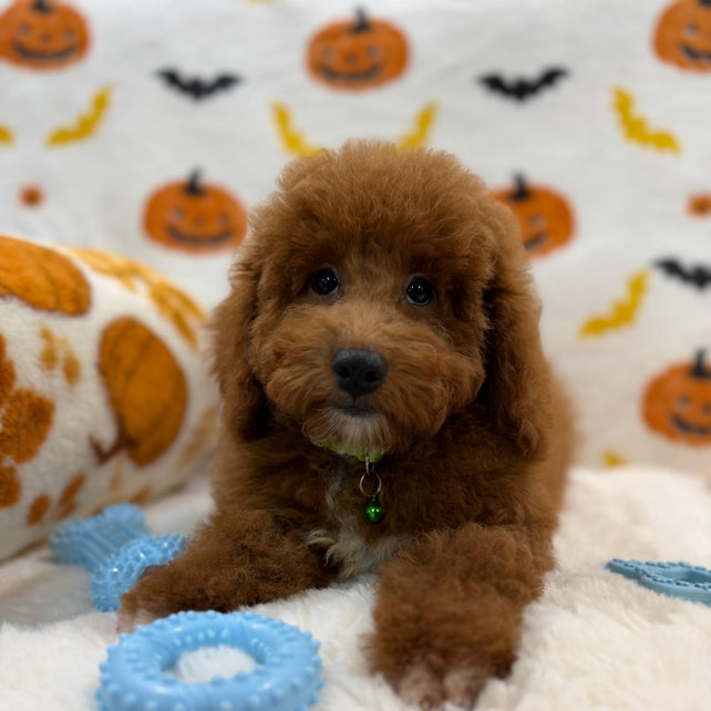LINO (ACA Mini Poodle)