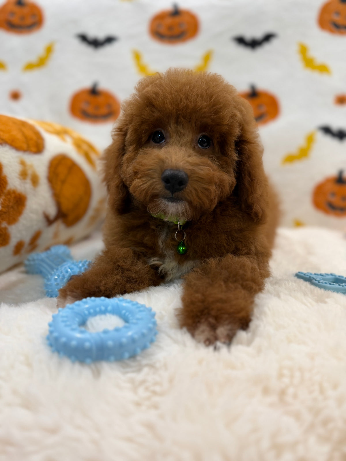 LINO (ACA Mini Poodle)