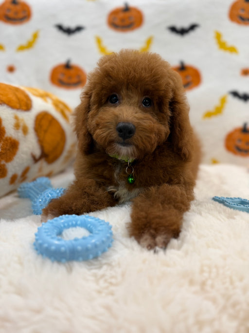 LINO (ACA Mini Poodle)
