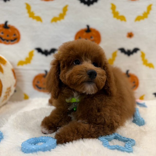 LINO (ACA Mini Poodle)