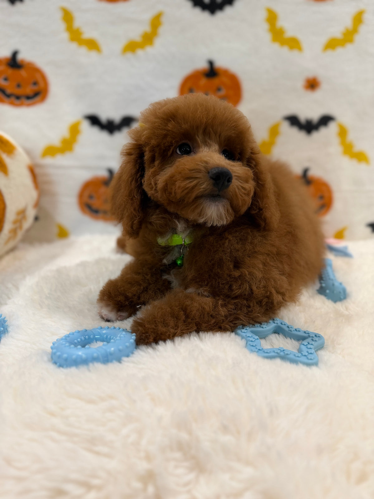 LINO (ACA Mini Poodle)