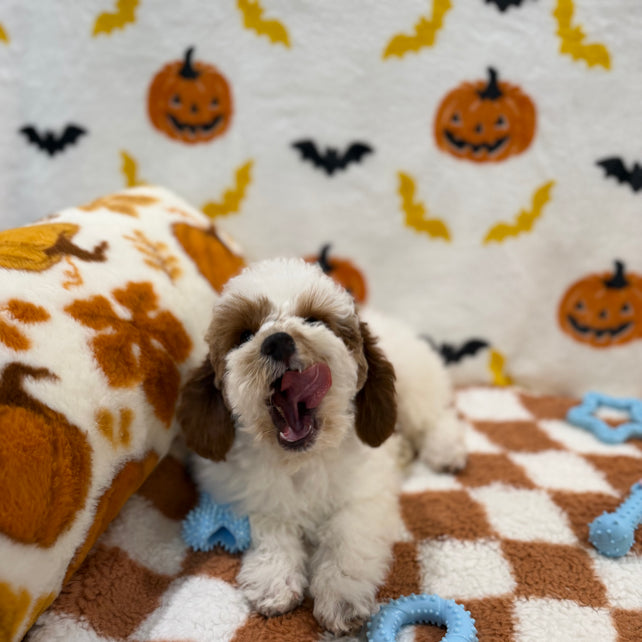 BENNY (Mini Poodle)