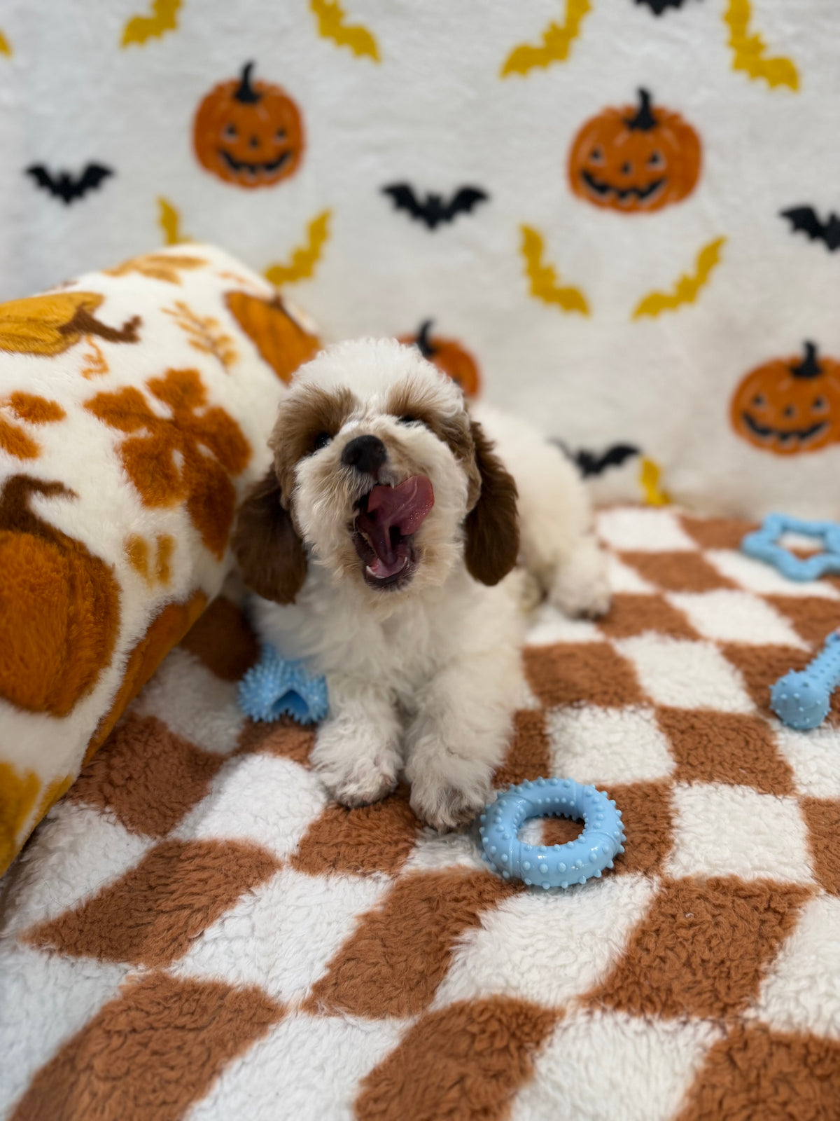 BENNY (Mini Poodle)
