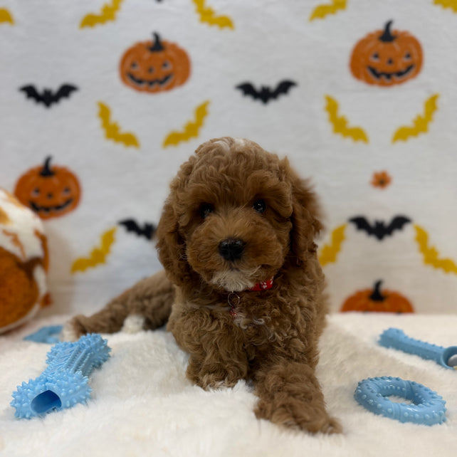 BRIAN (AKC Mini Poodle)