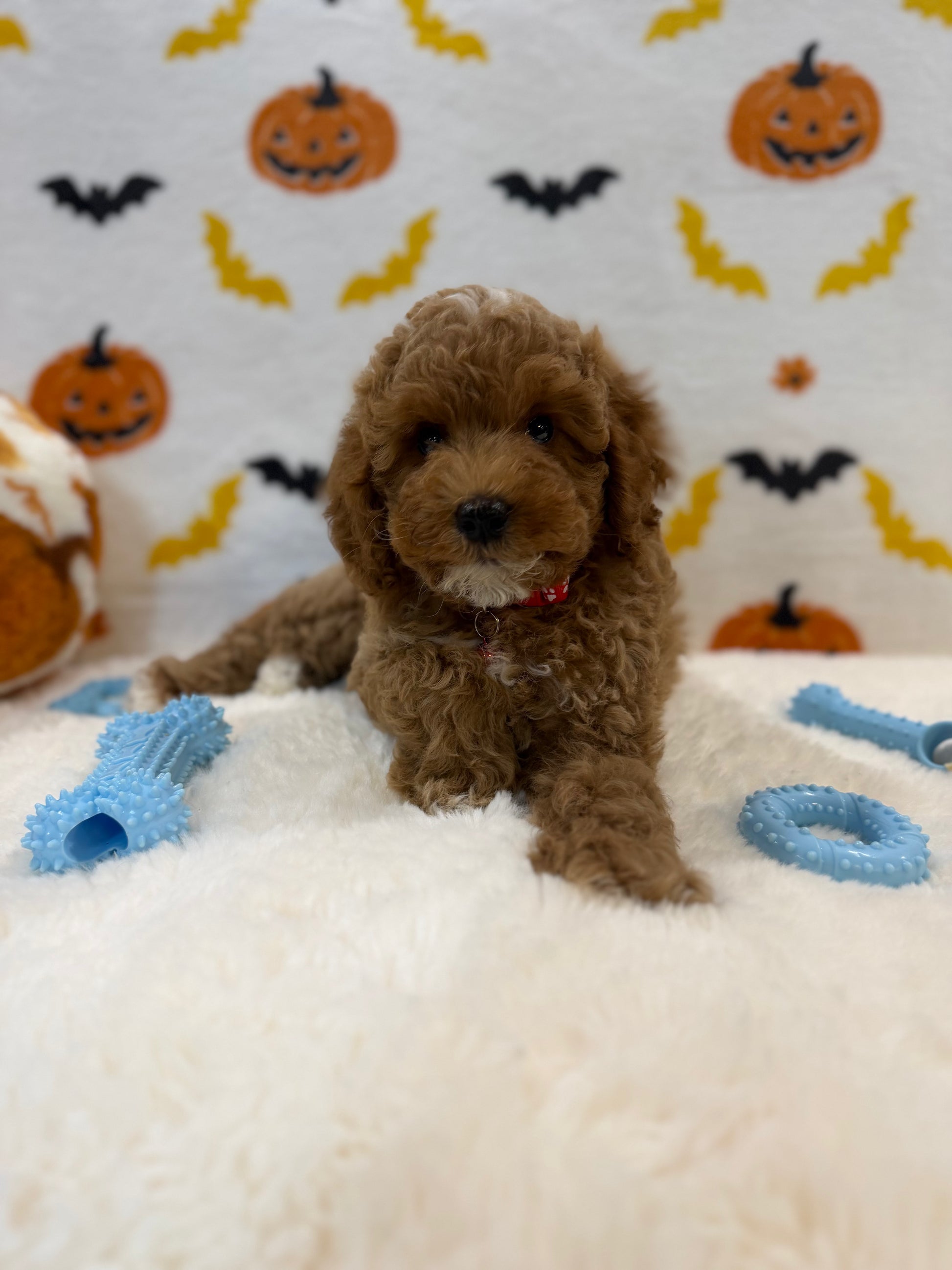 BRIAN (AKC Mini Poodle)