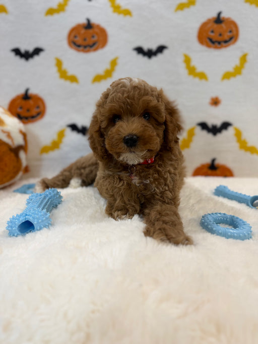 BRIAN (AKC Mini Poodle)