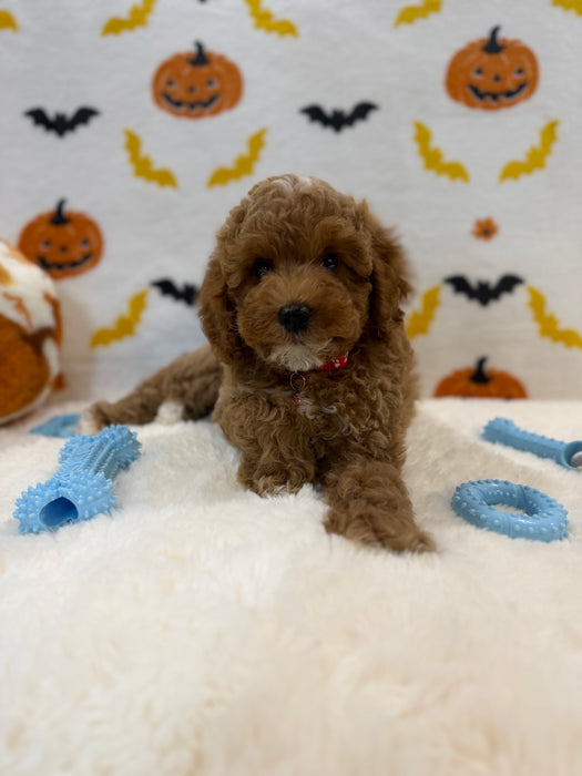 BRIAN (AKC Mini Poodle)
