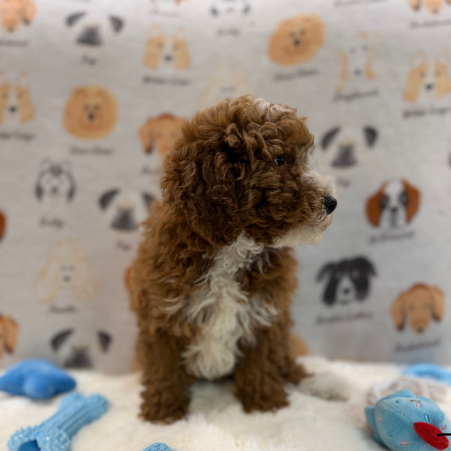 TONY (AKC Mini Poodle)