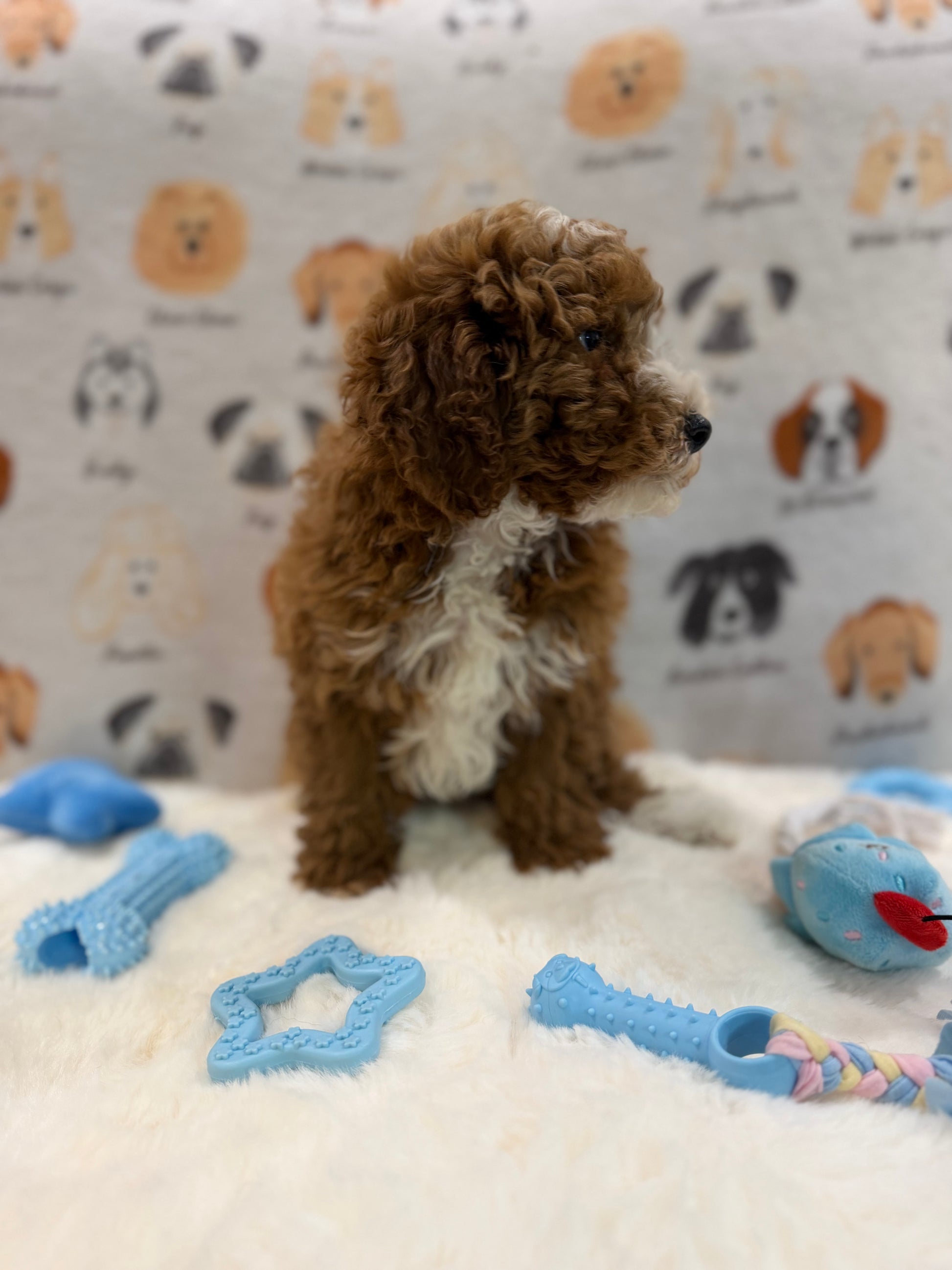TONY (AKC Mini Poodle)