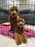 Bruno (Mini-Goldendoodle F1B)