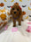 REYNA (ACA Mini Poodle)