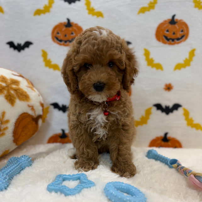 BRIAN (AKC Mini Poodle)