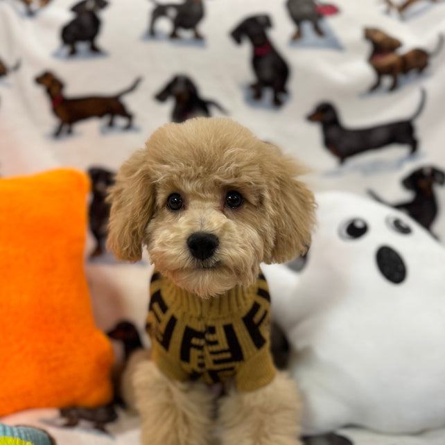 TURBO (Bichon Poodle)