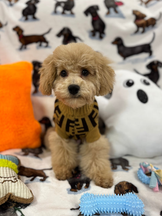 TURBO (Bichon Poodle)