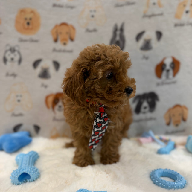 BINGO (AKC Mini Poodle)