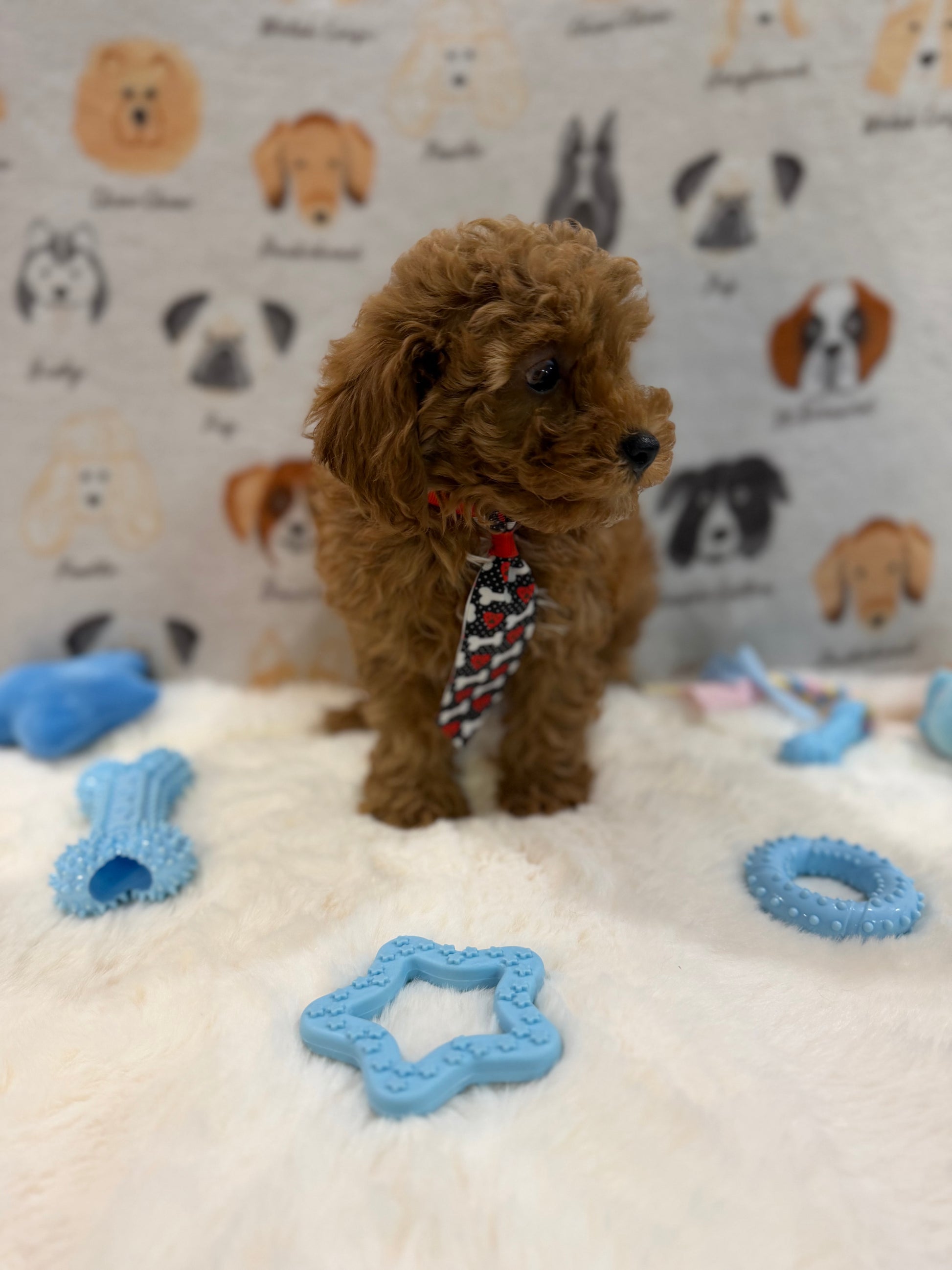 BINGO (AKC Mini Poodle)