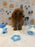 BINGO (AKC Mini Poodle)
