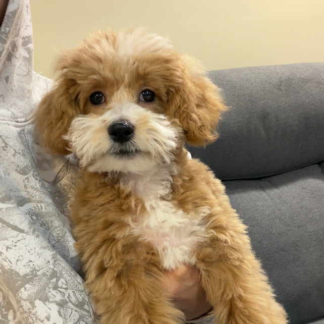 KITH (Maltese-Poodle)