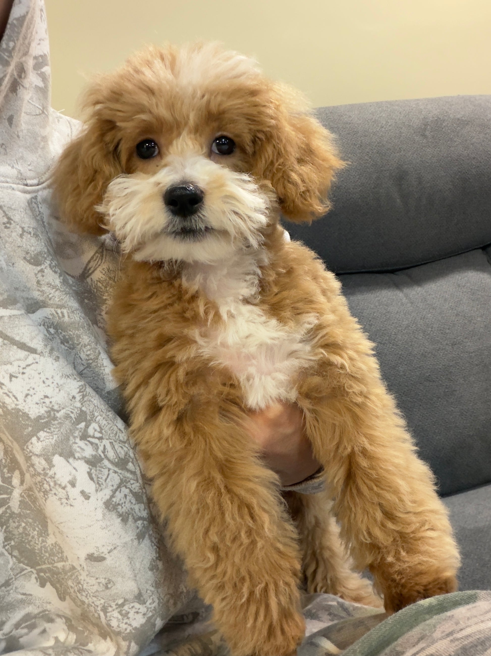 KITH (Maltese-Poodle)