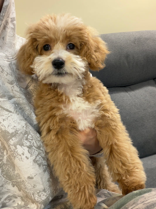 KITH (Maltese-Poodle)