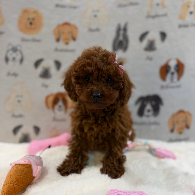 JENNY (Red AKC Toy Poodle)