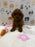 JENNY (Red AKC Toy Poodle)