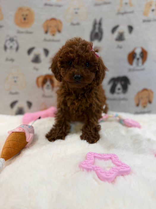 JENNY (Red AKC Toy Poodle)