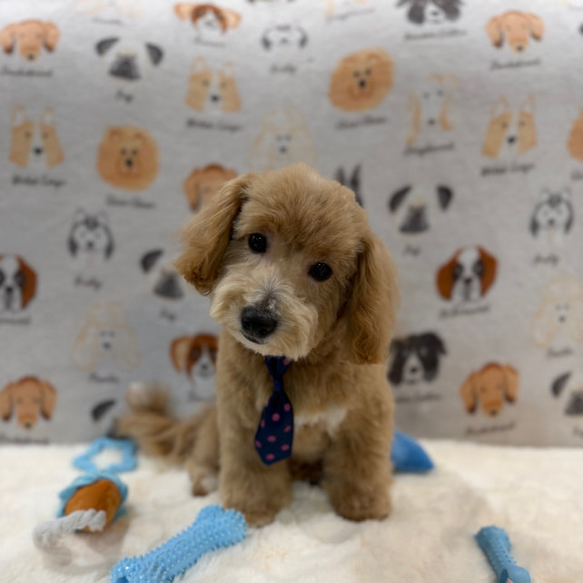 MILO (Bichon-Poodle)