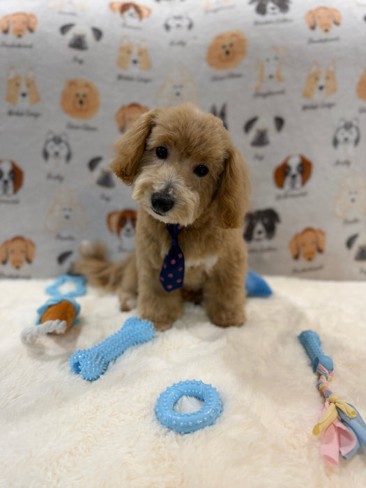 MILO (Bichon-Poodle)