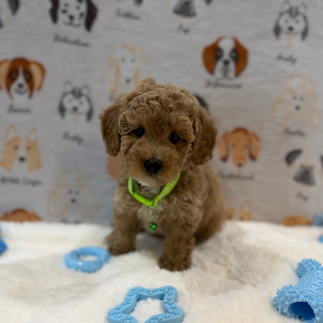 ABE (Mini Poodle)