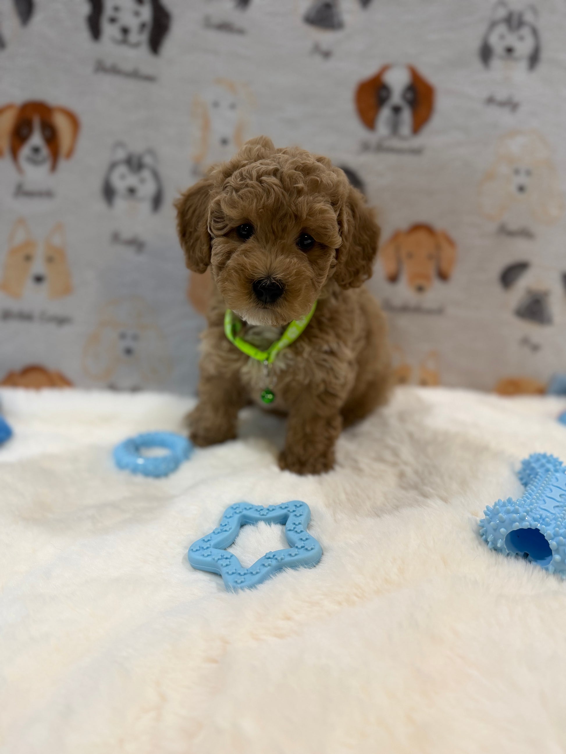 ABE (Mini Poodle)