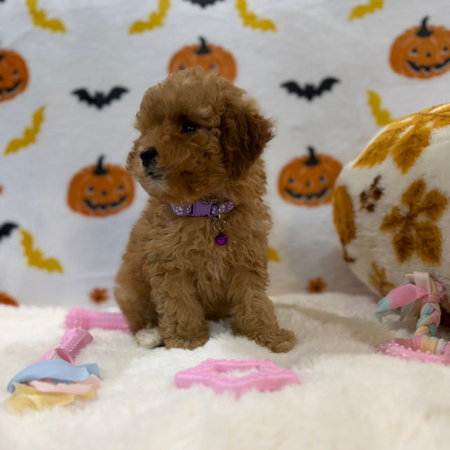 BAILEY (AKC Toy Poodle)