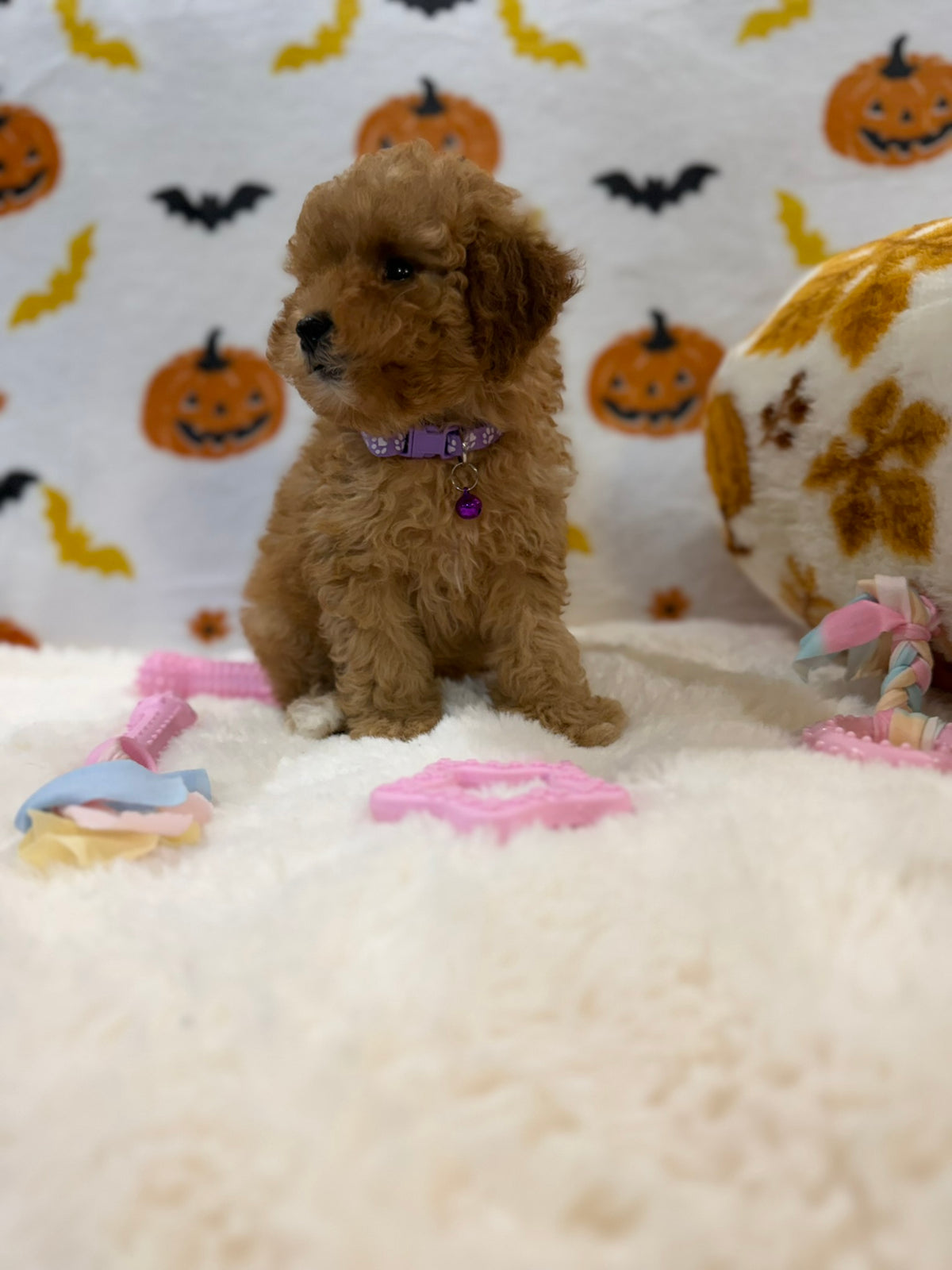 BAILEY (AKC Toy Poodle)