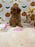 BAILEY (AKC Toy Poodle)