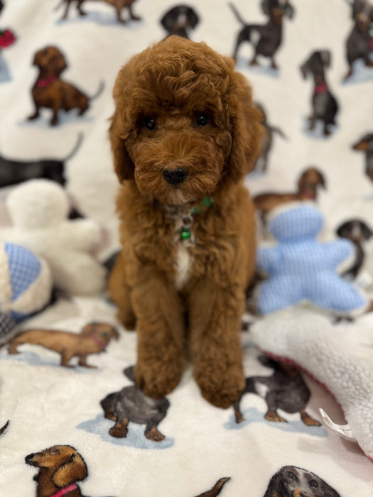 Angel (Miniature Poodle)