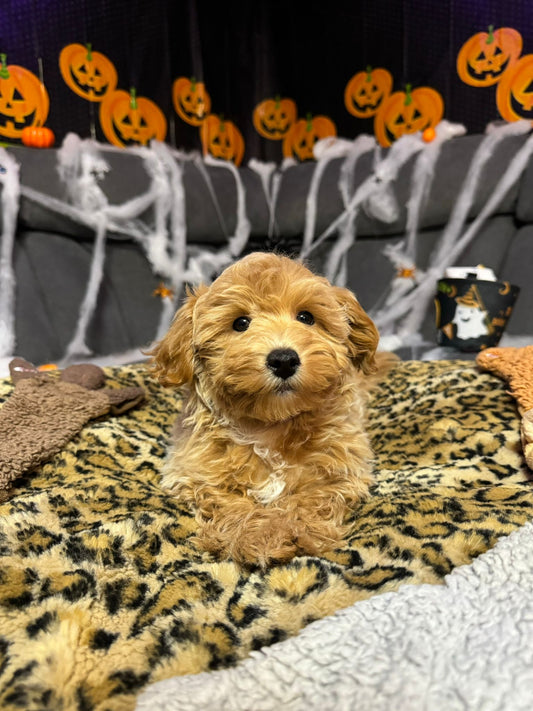 JINX (Bichon-Poodle)