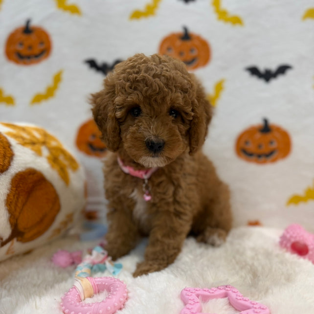 BRITNEY (AKC Mini Poodle)
