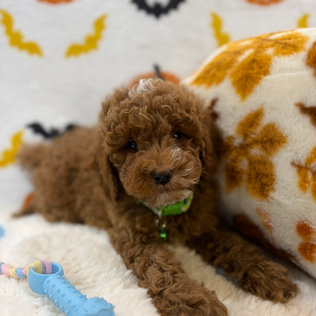 BAXTER (AKC Mini Poodle)