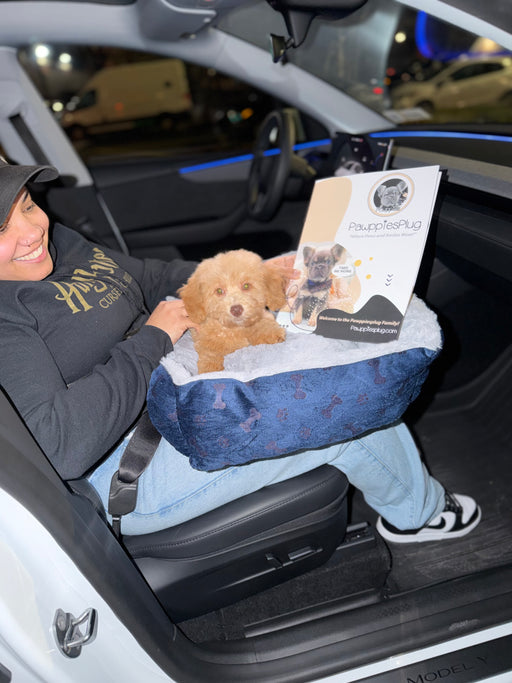 RINO (Bichon Poodle)