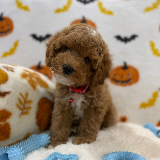 BRIAN (AKC Mini Poodle)