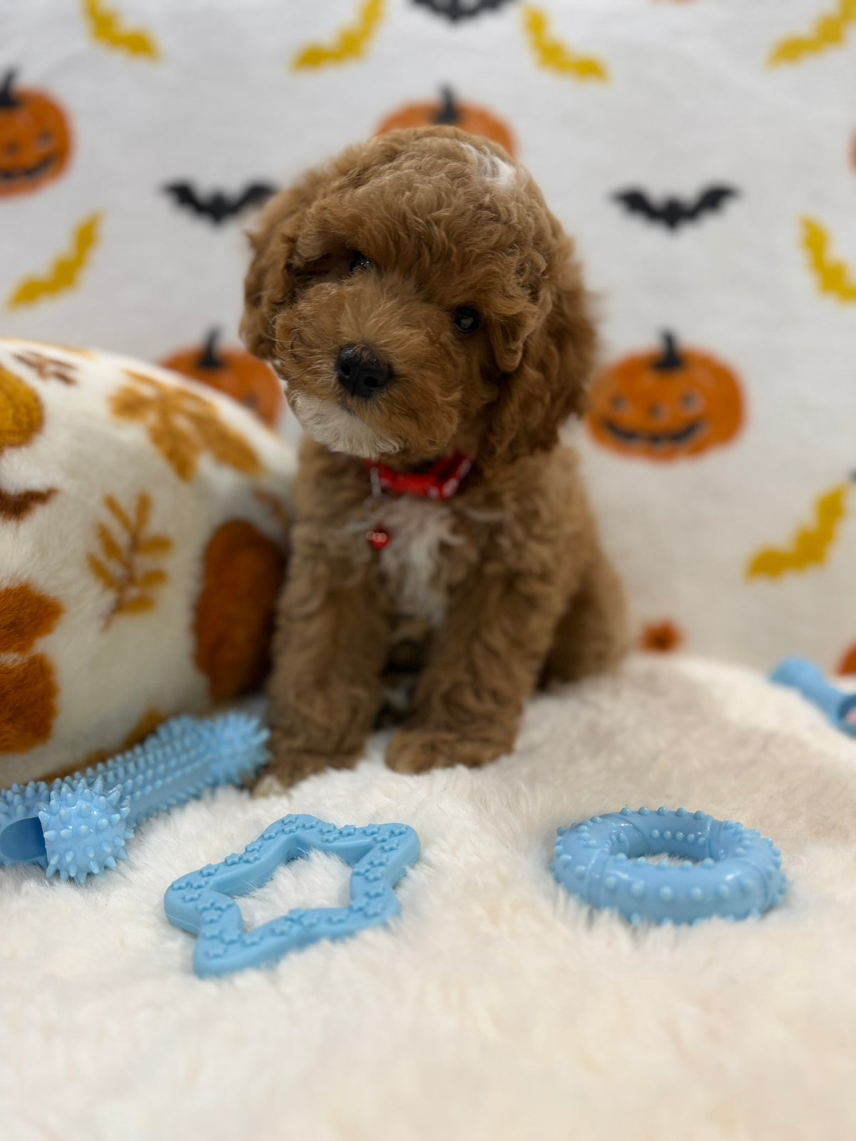 BRIAN (AKC Mini Poodle)