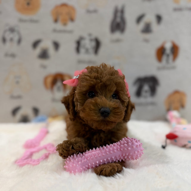 TINA (Red AKC Toy Poodle)