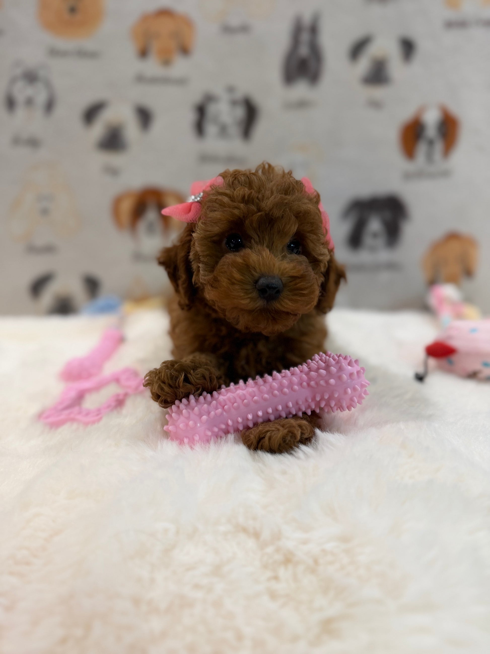 TINA (Red AKC Toy Poodle)